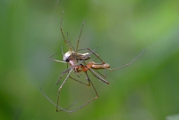 Parende strekspinnen (Tetragnatha extensa) 5-2014 9636